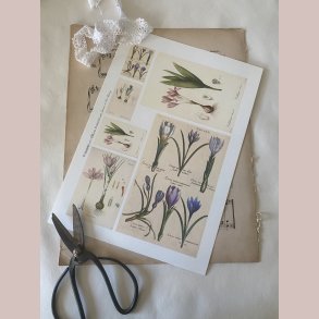 Ark med krokus og l�g