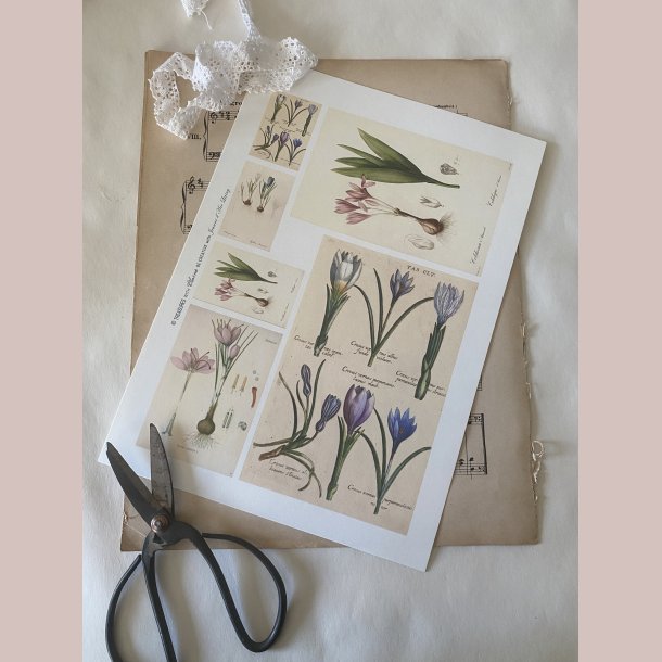 Ark med krokus og l�g